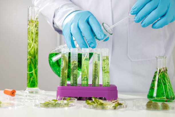 Professional Diploma in Plant Cell and Tissue Culture