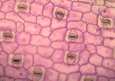 plant cell and tissue diploma
